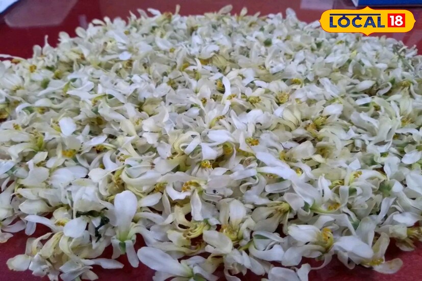 বসন্তের আগমনের সুর বাজছে চারিদিকে। আর ফুটতে শুরু করেছে সজনে ফুল। কিন্তু জানেন কি এই ফুল একাধিক রোগের প্রতিষেধক।