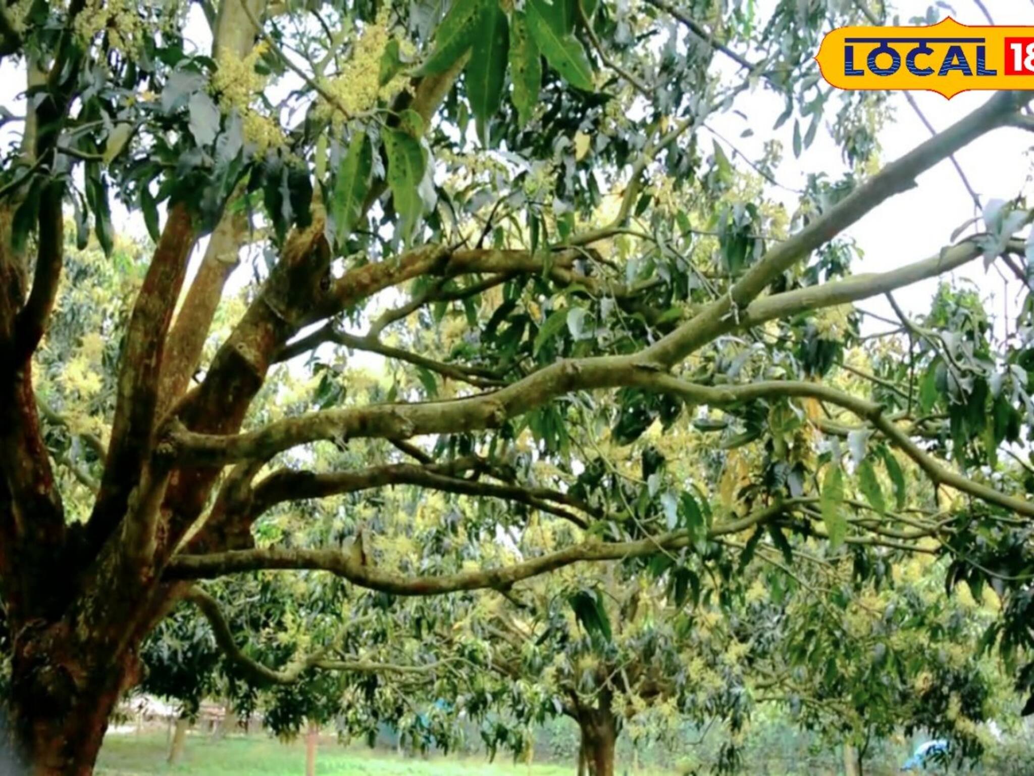 গরমে মিষ্টি পাকা আমে বাড়ির গাছ  ভর্তি দেখতে চাইলে এইগুলো মেনে চলুন