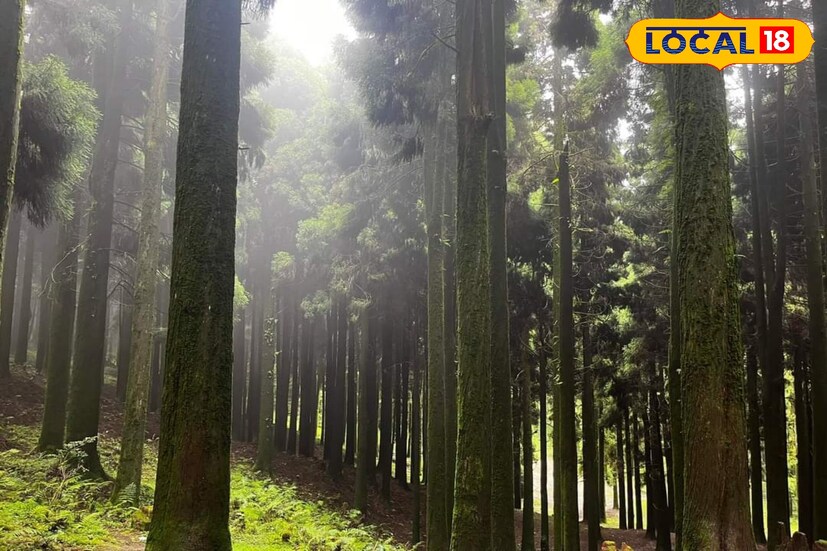 একেবারে অন্যরকম এখানকার পরিবেশ। আর পাঁচটা জায়গার থেকে একেবারেই আলাদা। অনেকটা জায়গা জুড়ে রয়েছে এই ধুপঘাড়ি ফার্ম স্টে। চারিদিকে বড় পাইন গাছের মাঝে রয়েছে জায়গাটি। 