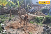 গরুর ঘরের টাকাও তছরূপ! পুরোটা জানলে চমকে উঠবেন