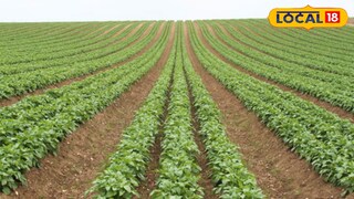 চাষের জমি