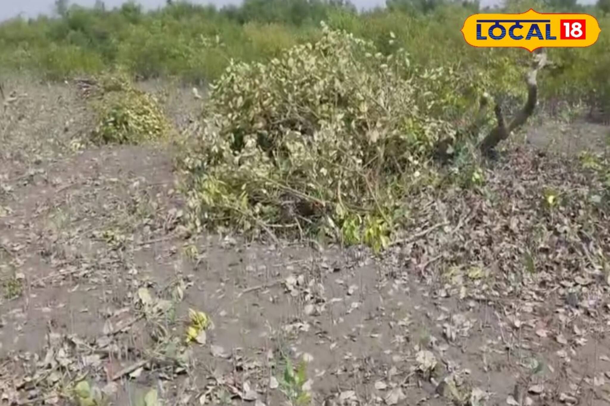 মাছের ভেড়ি করতে ম্যানগ্রোভ কেটে সাফ, সুন্দরবনকেও শেষ করবে ওরা!