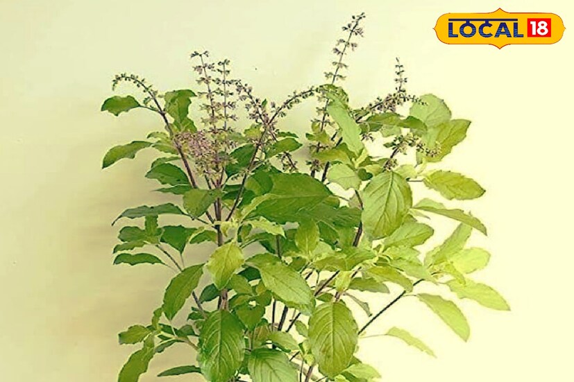 *প্রত্যেক বাড়িতেই অন্যকোন গাছ না থাকলেও তুলসি গাছ থাকেই। তবে এই গাছের পরিচর্যা সঠিক ভাবে না করলে গাছকে বাঁচানো সম্ভব হয় না। তাই এই গাছকে পরিচর্যা করতে হয়।