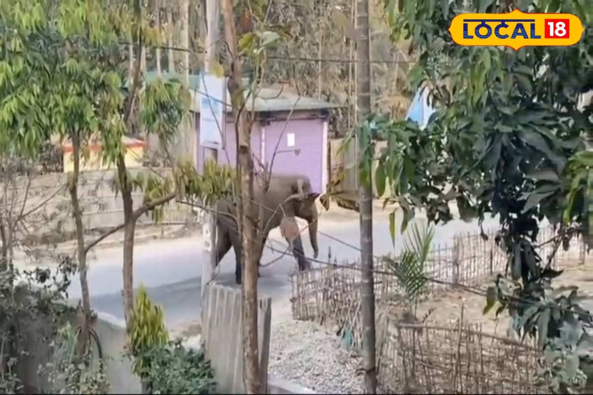 শহর শিলিগুড়িতে ঘুরে বেড়াচ্ছে হাতি! AI-এর বিভ্রম নয়, সত্যি ঘটনা