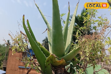 পিরিয়ডের ব্যথায় কাবু? এক পাতাতেই মুশকিল আসান! শুধু জানুন খাওয়ার ছোট্ট নিয়ম পিরিয়ডের ব্যথায় কাবু? এক পাতাতেই মুশকিল আসান! শুধু জানুন খাওয়ার ছোট্ট নিয়ম
