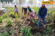 অস্থায়ী কর্মী নিয়োগ করল সরকার, হাসি ফিরল রেশম চাষিদের মুখে