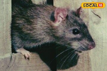 ৬ ঘণ্টায় হাতেনাতে ফল!পেঁয়াজ-রসুনের দিয়ে করুন এই কাজ!বাড়ির কাছে ঘেঁষবে না ইঁদুর