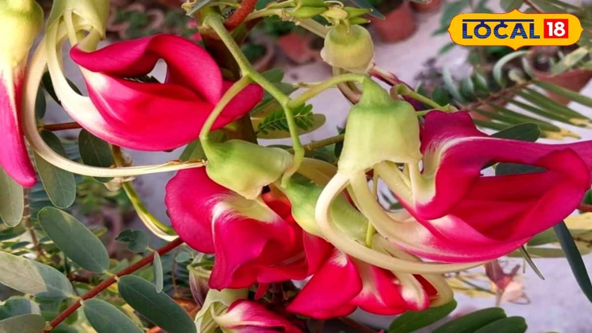 Bok Phool Health Benefits: বক ফুল খেলেই দূর হবে কোলেস্টেরল থেকে ...