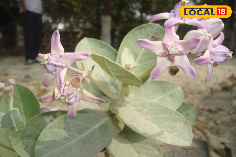 হঠাৎ করে বিষাক্ত পোকাপাকড় কামড়ালে আকন্দ গাছের পাতা বেঁটে ও আঠা মিশিয়ে একটি মিশ্রণ বানিয়ে লাগালে দ্রুত জ্বালা-যন্ত্রণা কমে যায়।তথ্য - সুস্মিতা গোস্বামী 