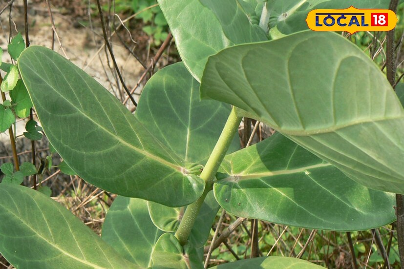 ডায়াবেটিসও নিয়ন্ত্রণ করে আকন্দ পাতা। বিশেষজ্ঞদের মতে, আকন্দের পাতা খেলে রক্তে শর্করার মাত্রা নিয়ন্ত্রণে থাকে।তথ্য - সুস্মিতা গোস্বামী 