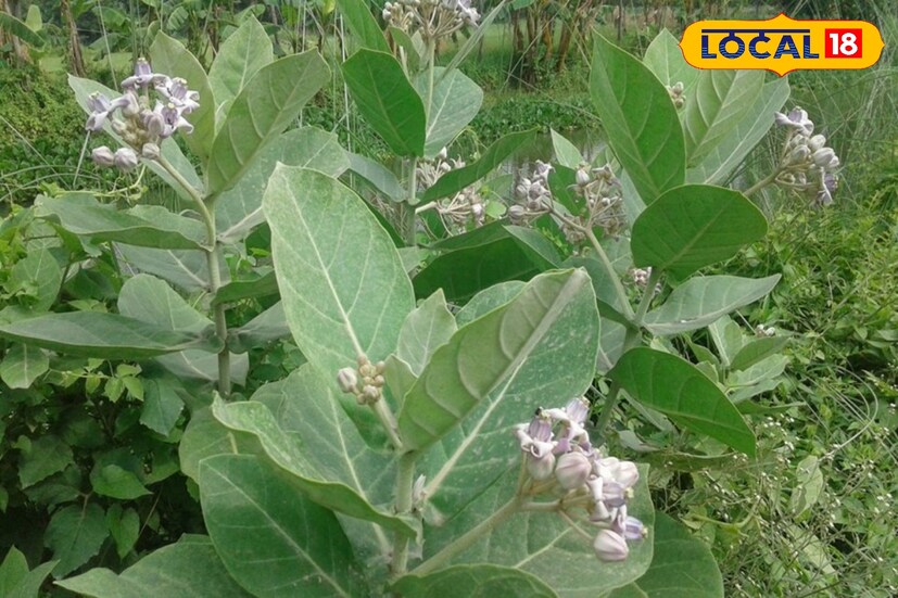 আয়ুর্বেদ শাস্ত্রে বলা আছে, আকন্দ গাছের পাতায় মুখের ত্বকে ব্রণের প্রবণতা কমে যায়। যারা ব্রণর সমস্যায় ভোগেন তাঁরা পাতা দিয়ে ব্রণের উপর চেপে ধরলে তাতে সমস্যার সমাধান হয়।তথ্য - সুস্মিতা গোস্বামী 