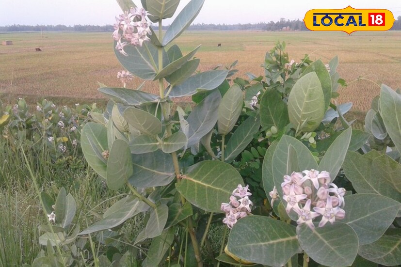খেলতে গিয়ে বা পড়ে গিয়ে পা মচকে গেলে আকন্দ পাতা প্রথমে গরম করে ব্যথা স্থানে সেঁক দিলে ব্যথা কমে যাবে।তথ্য - সুস্মিতা গোস্বামী 