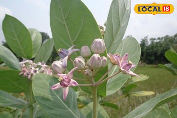 ডায়াবেটিস? গায়ে ব্যথা? এই পাতাতেই দূর হবে জটিল রোগ! জানুন আর্য়ুবেদ চিকিৎসকের মত