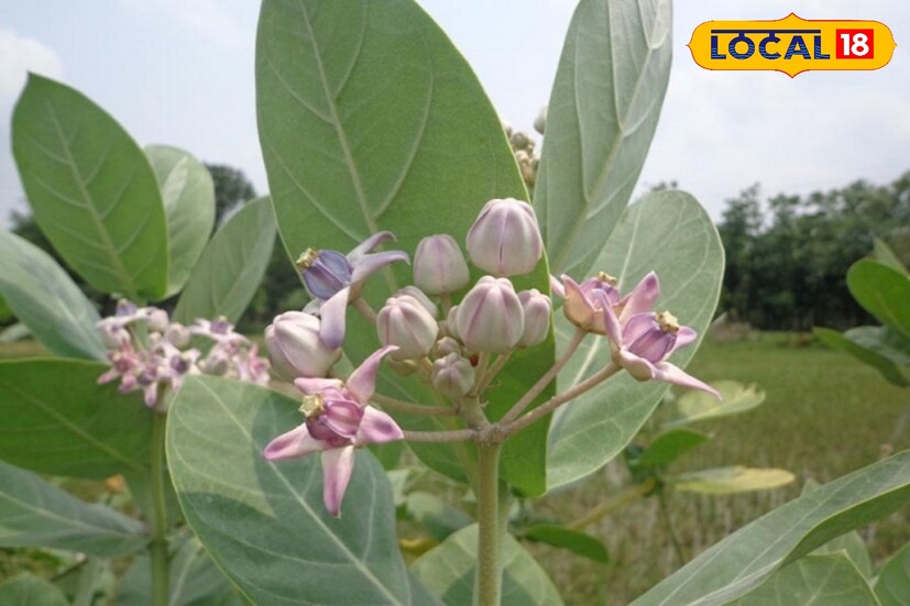 আকন্দ গাছে গ্রামবাংলার একটি অতিপরিচিত উদ্ভিদ। শ্রাবণ মাসে শিবের পুজোয় আকন্দ ফুলের মালা অতি আবশ্যক। আয়ুর্বেদ চিকিৎসক অর্ণব ভট্টাচাৰ্য জানান, আকন্দের পাতা ব্যথা নিরাময়ে বিশেষ উপকারী। শরীরের কোনও অংশে ব্যথা হলে বা ফুলে গেলে এটি খুবই দ্রুত কাজ করে। এজন্য শরীরের আঘাত জনিত স্থানে আকন্দ পাতা বেঁধে রাখলে অনেক উপকার পাওয়া যায়।তথ্য - সুস্মিতা গোস্বামী 