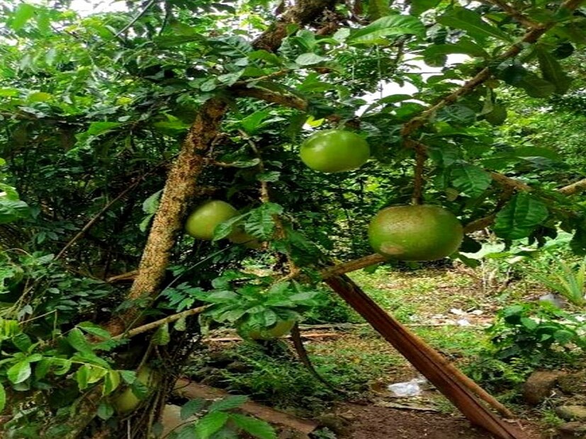 গিয়াসউদ্দিন সাহেব জানান, তিনি বাংলাদেশ সহ দেশ বিদেশে ঘুরে বেড়িয়েছেন কিন্তু এমন গাছ বা ফল কোনওদিন নজরে আসেনি তার। কেউ কেউ বলে এই ফল বিষাক্ত। কিন্তু গিয়াসউদ্দিন সাহেব এই ফল গরু, ছাগলকে কেটে প্রায়ই দিয়েছেন, কোন সমস্যা হয়নি বলেও জানান। এমনকি নিজেও কেটে খেয়েছেন তিনি। স্বাদ অনেকটা আপেলের মত মিষ্টি এবং বালি বালি।