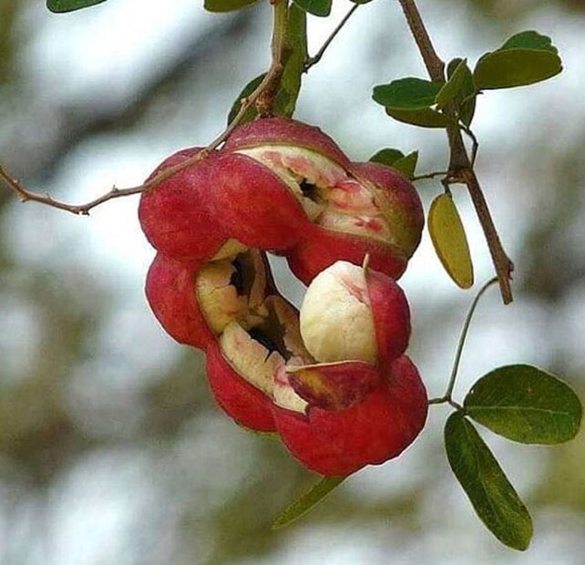 এছাড়াও এতে প্রচুর পরিমাণে পটাসিয়াম পাওয়া যায়, যা হৃদরোগীদের জন্য খুবই উপকারী। যাঁদের শরীরে রক্তস্বল্পতা রয়েছে তাঁদের জন্যও এটি কার্যকর। রক্তস্বল্পতার রোগীদের এই ফল ও ফলের রস খাওয়ানো উচিত, এতে তাঁদের শরীরে রক্ত বৃদ্ধির পাশাপাশি রক্তশূন্যতার সমস্যাও দূর হবে।