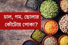 চাল, গম, ছোলার কৌটোয় পোকা? এইভাবে রাখুন, পোকামাকড় ধারেকাছেও ঘেঁষবে না