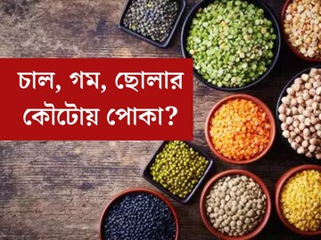 চাল, গম, ছোলার কৌটোয় পোকা? এইভাবে রাখুন, পোকামাকড় ধারেকাছেও ঘেঁষবে না