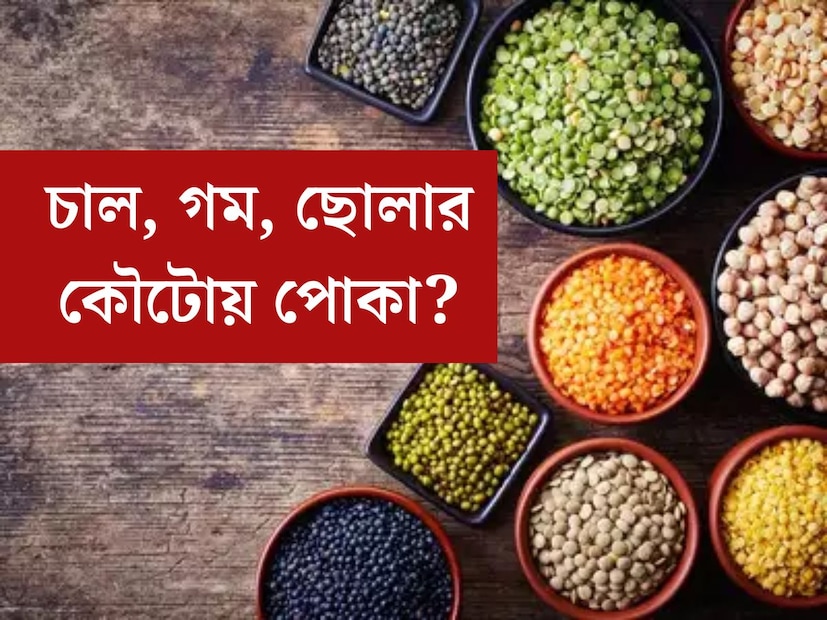 চালের বা গমের কৌটোয় পোকামাকড় খুব চেনা একটি সমস‍্যা। পোকা হয়ে যায় শুকনো ছোলা, ডালেও। শত চেষ্টা করেও তাড়ানো যায় না এইসব ছোট্ট পোকাদের। কিন্ত জানেন কি খুব সহজ কয়েকটি টোটকায় বিদায় করা সম্ভব এইসব পোকাদের। 