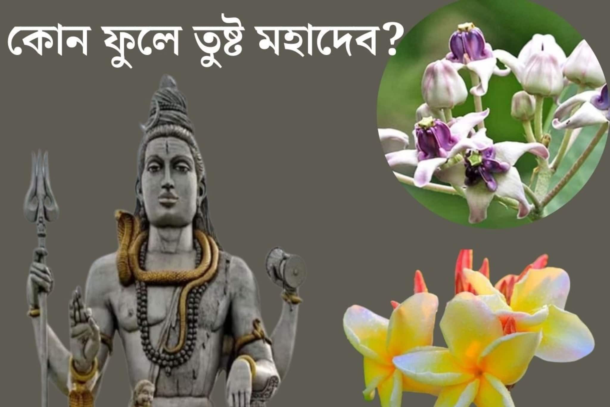 ধুতরা, আকন্দ.. কোন ফুলে পুজো করবেন শিবের? শিবরাত্রির আগে জেনে নিন সঠিক উত্তর