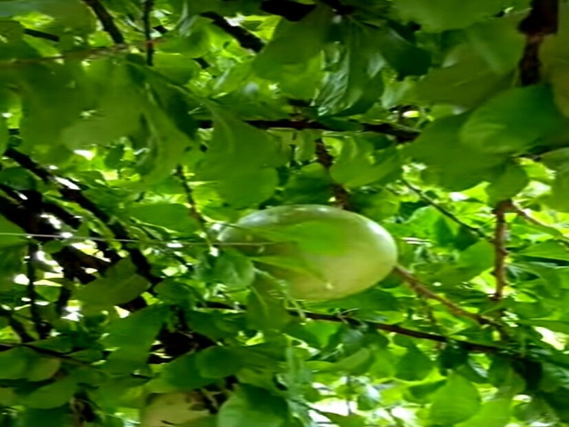 গিয়াসউদ্দিন সাহেব চান এই গাছ তাঁর বাড়িতে আজীবন থাকুক, কারণ এই গাছের সঙ্গে তার পিতার স্মৃতি জড়িয়ে আছে। বহু মানুষ এখন এই দশ মহাবেল দেখতে জমান এলাকায়। Input-  Rudra Narayan Roy