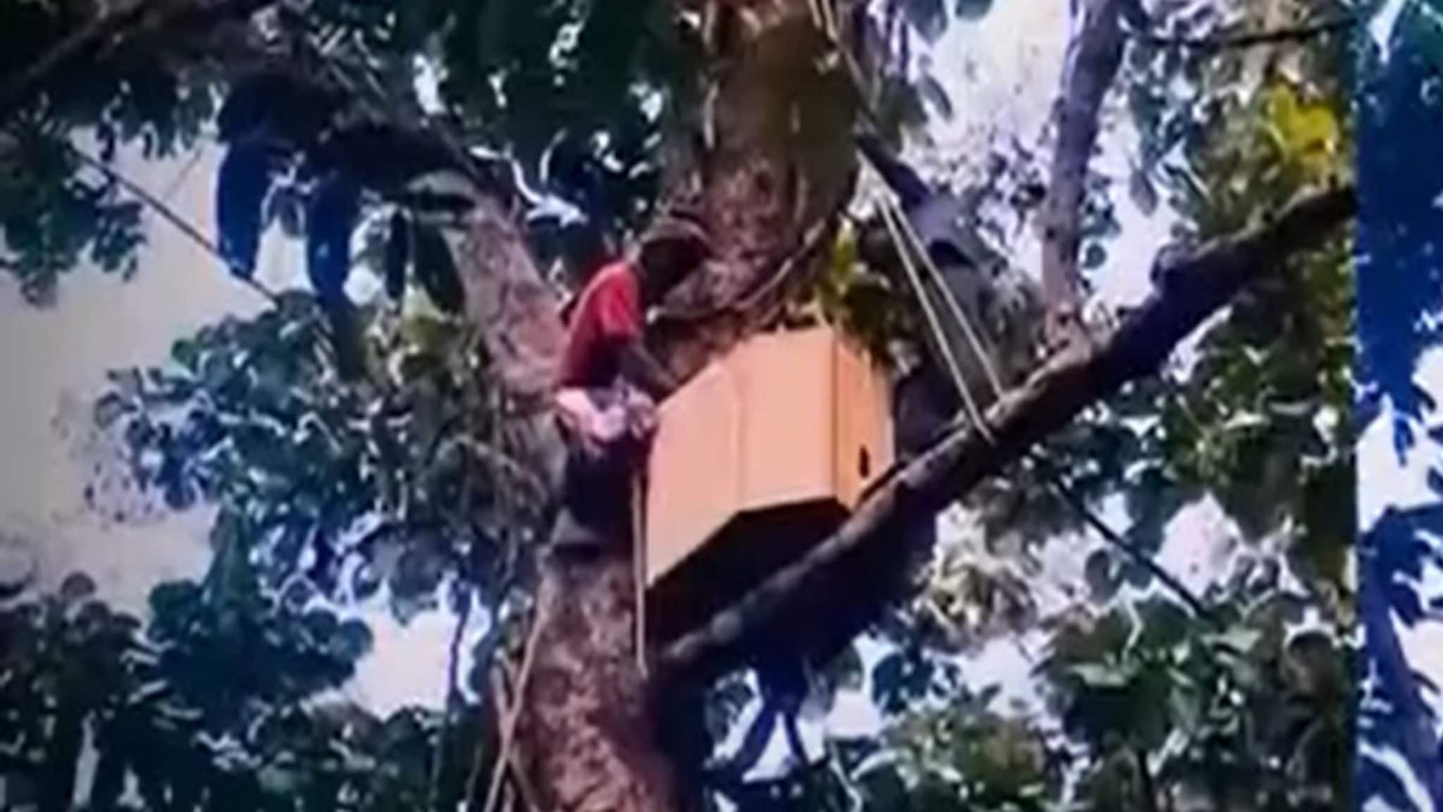 গাছের উপরে মানুষের তৈরি পাখির বাসা! অভিনব উদ্যোগ বন দফতরের