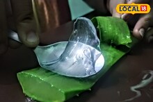 গাছও হয় 'অলরাউন্ডার'! পা থেকে মাথা পর্যন্ত 'চকচক' করবে এটি ব্যবহার করলে, জানুন
