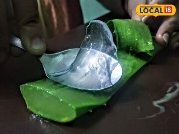 গাছও হয় 'অলরাউন্ডার'! পা থেকে মাথা পর্যন্ত 'চকচক' করবে এটি ব্যবহার করলে, জানুন