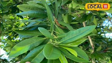 অলস্পাইস