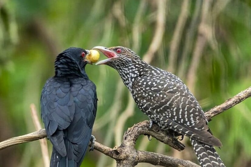 খাবারের প্রাচুর্য: বসন্তকালে পোকামাকড়ের প্রাদুর্ভাব বৃদ্ধি পায়। কোকিলের খাদ্যের অন্যতম প্রধান অংশ হল পোকামাকড়। তাই খাদ্যের প্রাচুর্য থাকায় বসন্তকালে কোকিলের প্রজনন থাকায় বসন্তকালে কোকিলের প্রজনন ক্ষমতা বৃদ্ধি পায়।