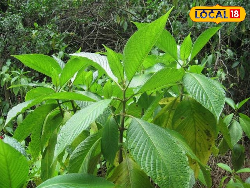 *যাঁদের ঠান্ডা লাগার ধাত রয়েছে তাঁরা রোজ সকালে বাসক পাতা রস করে খেতে পারেন। খালি পেটে খেলে কফ-সর্দির সমস্যা অনেকটাই দূর হয়। বিশেষজ্ঞরা মনে করেন, বাসক পাতার মধ্যে রয়েছে অ্যান্টি-মাইক্রোবিয়াল বেশ কিছু উপাদান, যা ব্রঙ্কাইটিস, হুপিং কাশির সমস্যা দূর করে। সংগৃহীত ছবি।