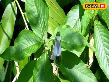 চরম অবহেলায় পড়ে থাকে, 'এই' গাছের ফল-ফুল-পাতার অলৌকিক ক্ষমতা, জানুন ব্যবহার