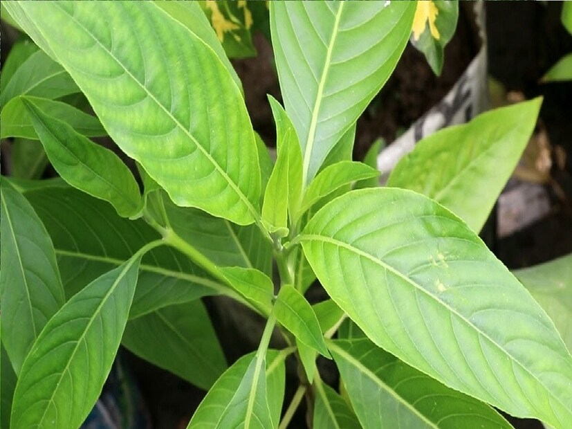*পুষ্টিবিদ অভিজিৎ সেন মন্তব্য করেন, বাসক পাতা শুধু কাশি, হুপিং কাশি সমস্যা সমাধানে নয়, পেট পরিষ্কার করতে গুরুত্বপূর্ণ ভূমিকা পালন করে। সংগৃহীত ছবি। 