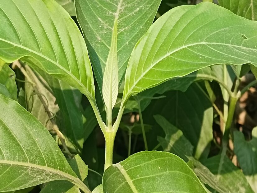 *বহুদিন ধরে যদি কফ, সর্দির সমস্যা হয়ে থাকে তাহলে তা সারাতেও কাজে লাগে বাসক পাতা। যাদের ব্রঙ্কাইটিসের সমস্যা থাকে তারাও যদি নিয়ম করে বাসক পাতা খান তাহলে উপকার পাবেন হাতেনাতে। সংগৃহীত ছবি।