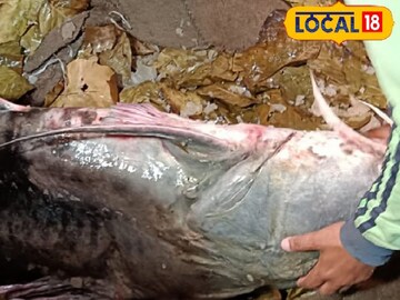 সাক্ষাৎ দানব মাছ! বাজারে উঠল ৭০ কেজির বিশাল 'এই' মাছ, দেখলে ভয়ে শিউরে উঠবেন সাক্ষাৎ দানব মাছ! বাজারে উঠল ৭০ কেজির বিশাল 'এই' মাছ, দেখলে ভয়ে শিউরে উঠবেন