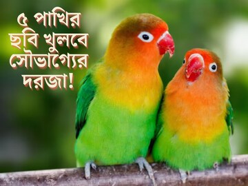 বাড়িতে রাখুন এই ৫ পাখির ছবি! ঘরে আসবে সৌভাগ‍্য, সুখের হবে বিবাহিত জীবন