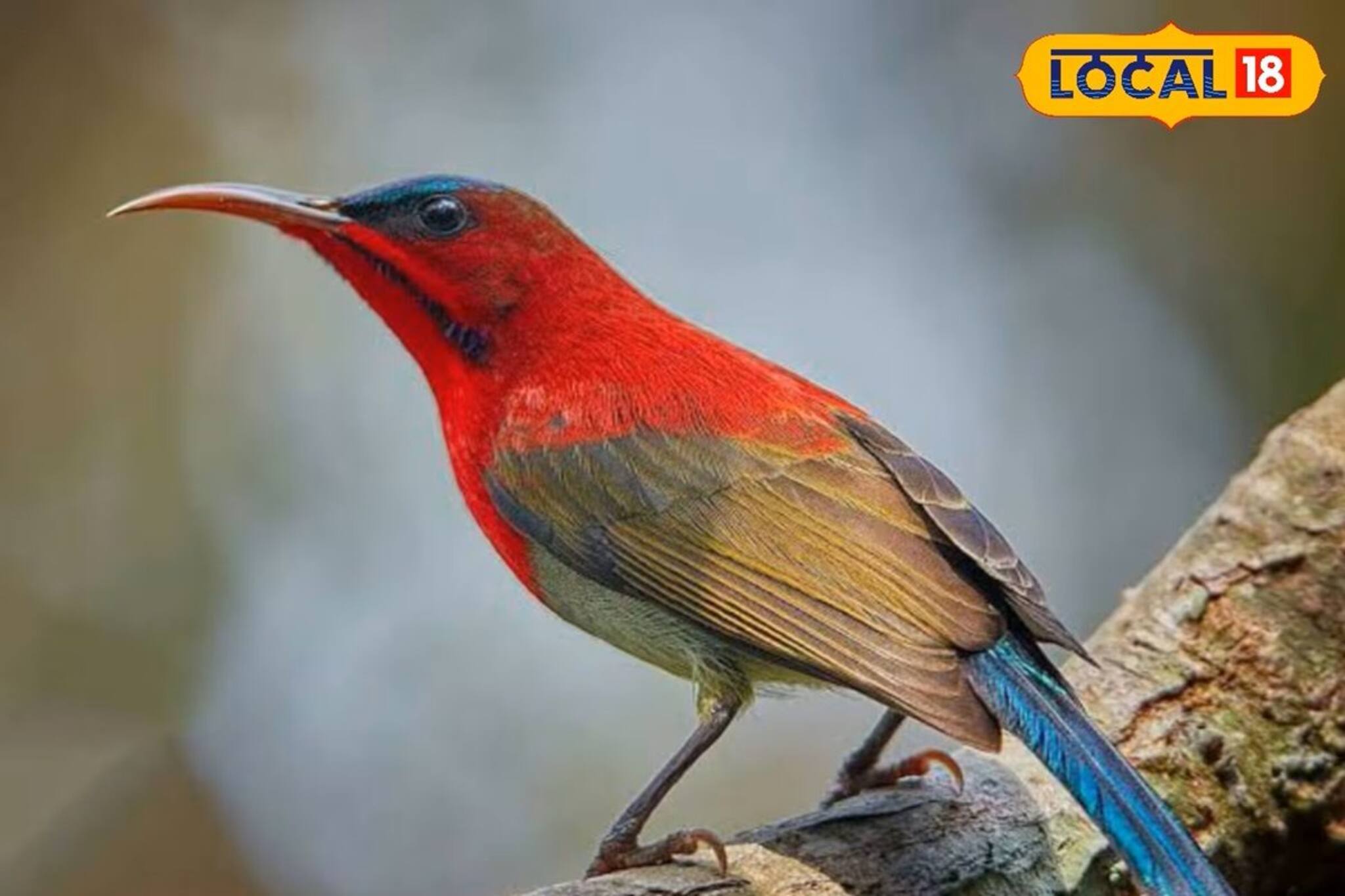 ডানায় ডানায় রঙের ছটা! পরিযায়ী পাখি বেড়েছে সুন্দরবনে