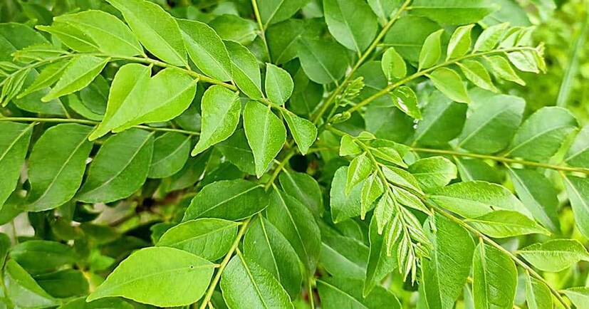 আয়ুর্বেদ বিশেষজ্ঞ ভুবনেশ পান্ডে জানান কিছু কিছু পাতায় প্রচুর পরিমাণে ভিটামিন সি ও ভিটামিন বি পাওয়া যায়। তাছাড়াও এই পাতায় পর্যাপ্ত আমাইনো আসিড থাকায় চুলের হারানো ঔজ্জ্বল্য ফিরে আসে। এই পাতায় ক্যালসিয়াম, ফসফরাস থাকায় চুল পড়াও রোধ করে ।