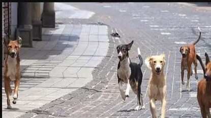 প্রতীকী ছবি৷ প্রতীকী ছবি৷