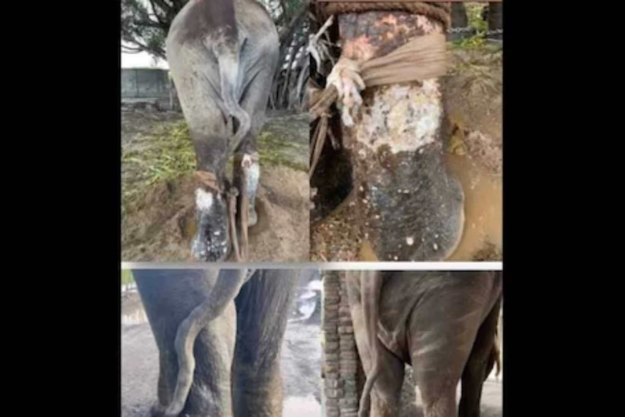 গভীর ক্ষত সারিয়ে মোতিপ্রসাদের বেঁচে ওঠার গল্প তৈরি হল ‘বনতারা’য়