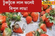 খেতে ভীষণ মিষ্টি! হিমাচলের স্ট্রবেরি এখন চাষ হচ্ছে বাংলার এই জেলাতে