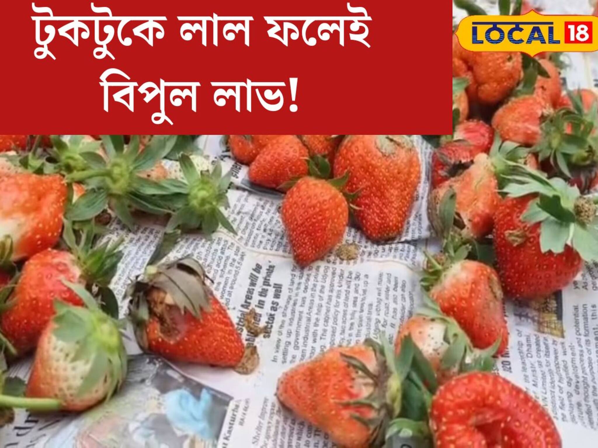 খেতে ভীষণ মিষ্টি! হিমাচলের স্ট্রবেরি এখন চাষ হচ্ছে বাংলার এই জেলাতে