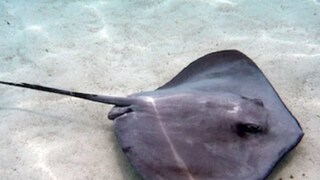 ৮ বছর কোনও পুরুষের মুখ দেখেনি, অথচ তারপরেও গর্ভবতী ‘শার্লট’; সবার প্রশ্ন ‘বাবা কে’? (Photo: Wikimedia Commons)