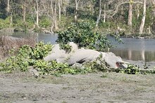 ভয়ঙ্কর প্রাণঘাতী লড়াই! কোমর ভাঙল হাতির, দুই দাঁতালের সংঘর্ষে গুরুতর জখম ১