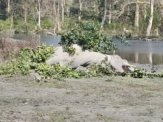দুই দাঁতালের সংঘর্ষে গুরুতর জখম ১