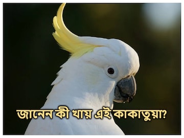 title=