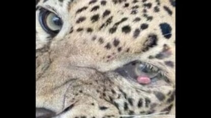 'রক্তচক্ষু' চিকিৎসায় বড় সাফল্য 'বনতারা'-য় 'রক্তচক্ষু' চিকিৎসায় বড় সাফল্য 'বনতারা'-য়