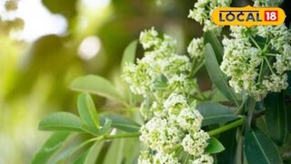  বিষের প্রতিষেধক, দূরে রাখে ম্যালেরিয়াও, এই গাছ 'সঞ্জীবনী'র থেকে কম কিছু নয়