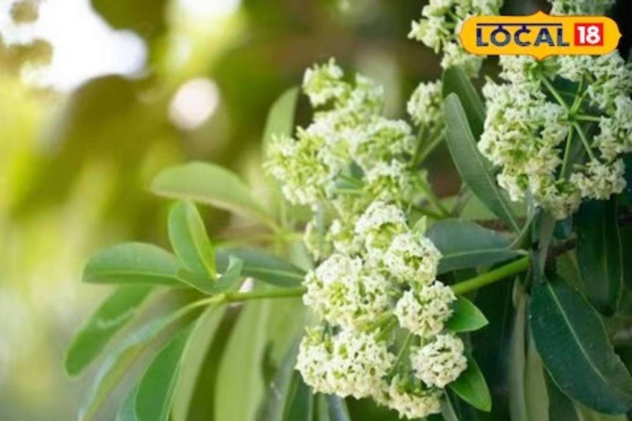 আগাছা বলে অবহেলা করছেন! বিষের প্রতিষেধক, দূরে রাখে ম্যালেরিয়া, এই গাছ 'সঞ্জীবনী'