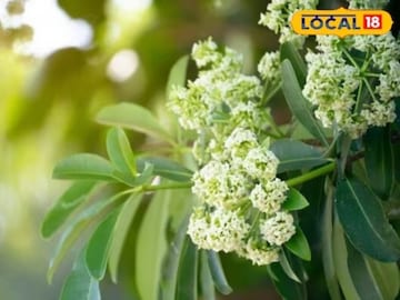  বিষের প্রতিষেধক, দূরে রাখে ম্যালেরিয়াও, এই গাছ 'সঞ্জীবনী'র থেকে কম কিছু নয়